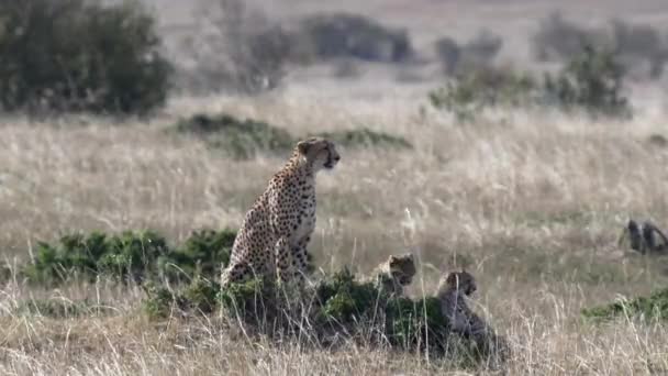 Gepardí rodina čelí kamery na masai mara v Keni — Stock video