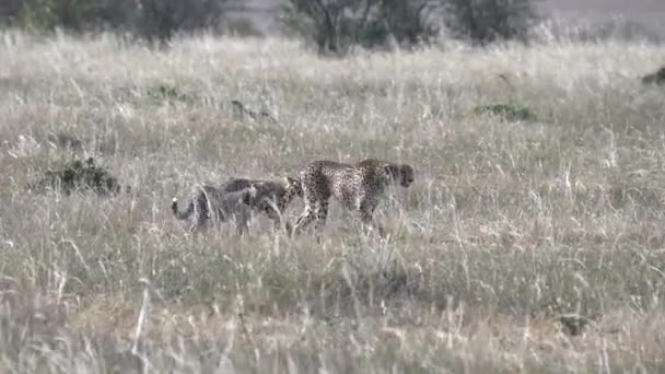 Tracking shot van cheeta kittens volg mama bij masai mara in kenya — Stockvideo