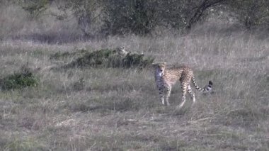 Kenya Masai Mara 'da kameraya doğru yürüyen bir çitanın izleme görüntüsü.