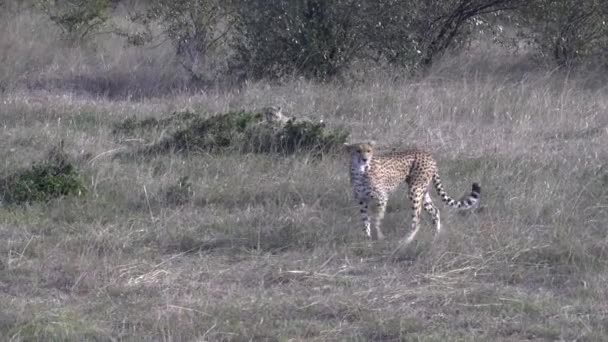 Plan de suivi d'un guépard marchant vers la caméra au masai mara au Kenya — Video