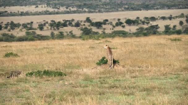 Dlouhý záběr geparda sledujícího kořist na Masai Mara v Keni — Stock video