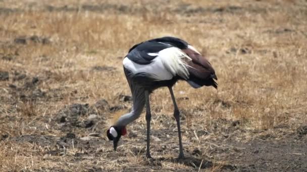 Szary żuraw koronowany w kraterze ngorongoro — Wideo stockowe