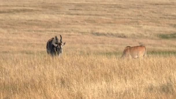 Een elandstier en koe op masai mara in kenya — Stockvideo