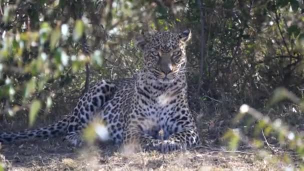 Nahaufnahme eines Leoparden, der sein Fell in der Masai Mara in Kenia pflegt — Stockvideo