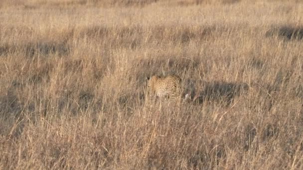 Kamerafahrt eines Leoparden beim Weglaufen durch trockenes Gras in der Masai Mara — Stockvideo