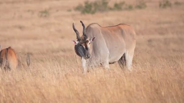 Male eland antelope grazing at masai mara in kenya-  4K 60p — Stock Video