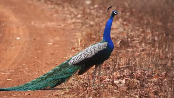 Roadside peacock at tadoba tiger reserve in india- 4K 60p — Stock Video