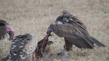 Masai Mara 'da leşi çeken bir akbabanın yavaş çekim videosu.