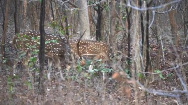 Tadoba ve Hari kaplan koruma alanındaki bir ormanda iki benekli geyik.