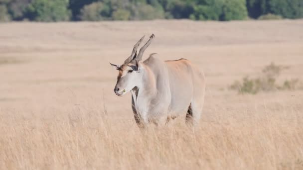 Slow motion clip of a common eland bull standing at masai mara- originally 180p — Stock Video