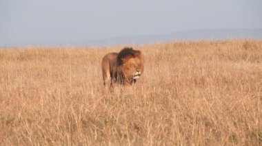 Ağır çekimde erkek bir aslanın masai mara 'daki kuru çimlere yaklaşması... 240 peni.