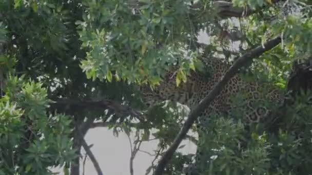 마사이족 마사이족 - 4K 60p 의 나무에서 안전하게 살아가는 표범 — 비디오