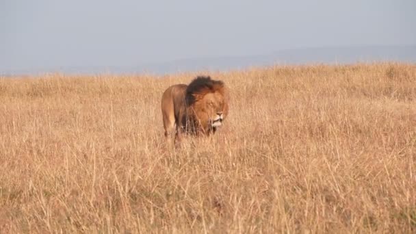 Clip al rallentatore di un leone maschio che si avvicina in erba secca a masai mara- 240p — Video Stock