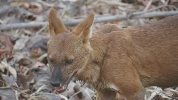 Tadoba Ulusal Parkı 'ndaki erkek dhole' un 4K 60p yakın çekimi. — Stok video