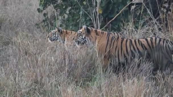 Dois filhotes de tigre perseguindo um gaur na reserva de tigre tadoba em india- 4K 60p — Vídeo de Stock