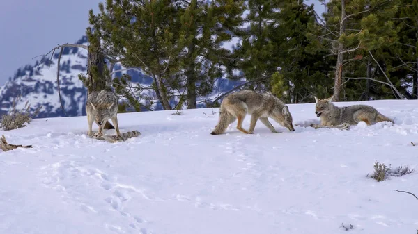 Tiro de inverno de dois coiotes de alimentação e uma caminhada em yellowstone — Fotografia de Stock