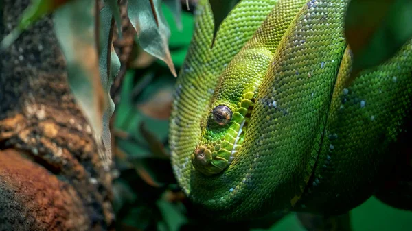 GOSFORD, NSW, AUST- JUL, 22, 2020: зеленое дерево питон свернулось в дерево — стоковое фото