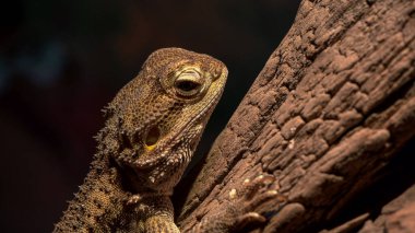 GOSFORD, NSW, AUST- 22 JUL, 2020: Avustralya 'da cüce sakallı bir ejderhanın kafasını yakın plan çek