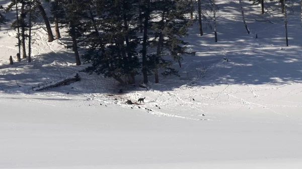 Farkas falka táplálkozás egy jávorszarvas bika télen Yellowstone — Stock Fotó