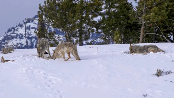 Coiote puxa um osso de carcaça como dois companheiros de pacote se alimentam em yellowstone — Fotografia de Stock