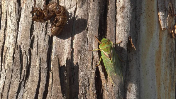 Sakız ağacında yeni ortaya çıkan yeşil bir ağustos böceği. — Stok fotoğraf