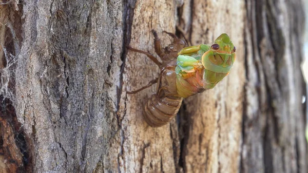 在黄昏的树胶上，一只蝉从它的壳中脱颖而出的侧视图 — 图库照片