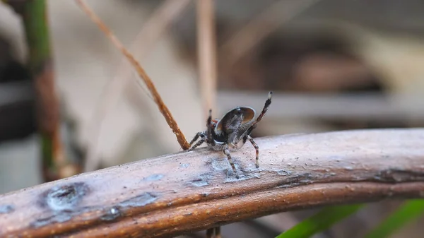 Visão traseira de um macho maratus volans exibição de namoro — Fotografia de Stock