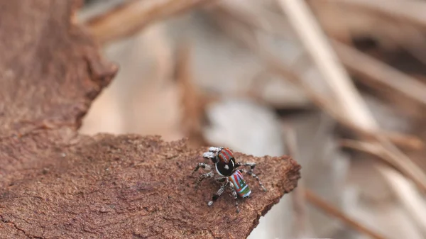 male maratus volans spider preparing to make a vertical jump. M. volans is a peacock spider