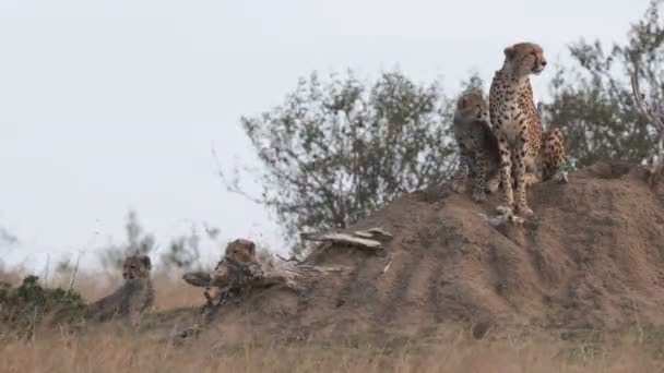 Cheetah family watching masai mara for prey to hunt - 4K 60p — Stock Video