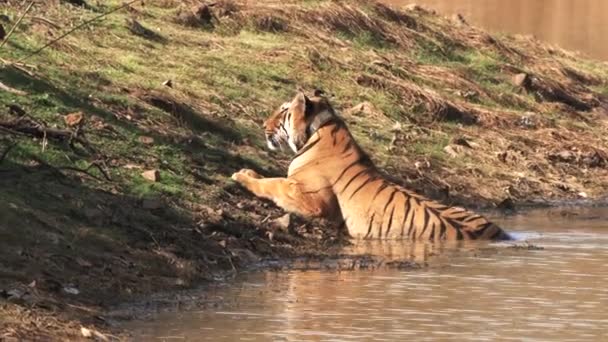 Tigre macho se levanta e se afasta de um buraco de água em tadoba — Vídeo de Stock