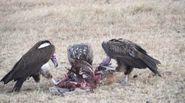 Masai Mara 'da ölü bir sırtlanla beslenen üç akbabanın yavaş çekim görüntüleri.