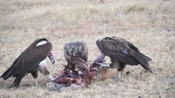 Slow motion shot of three vultures feeding on a dead hyena at masai mara — Stock Video