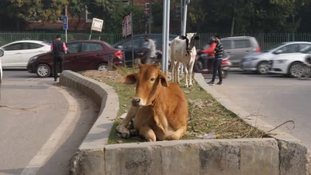 4K 60p klipp av två kor på gatan i nya Delhi — Stockvideo
