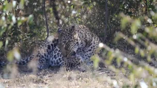 Leopard pflegt seine Pfote bei Masai Mara in Kenia — Stockvideo
