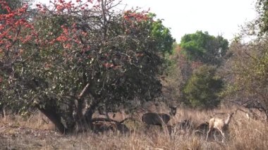Sambar geyiği Tadoba 'daki orman ağacının alevinin yanında duruyor.