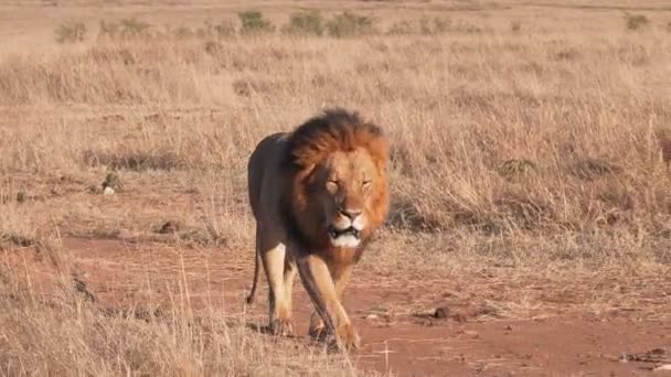 Macho león acercándose a lo largo de una pista de tierra en masai mara en kenya- 4K 60p — Vídeo de stock