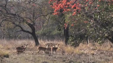 Şital geyik sürüsü Tadoba 'daki orman ağacının alevi altında duruyor.