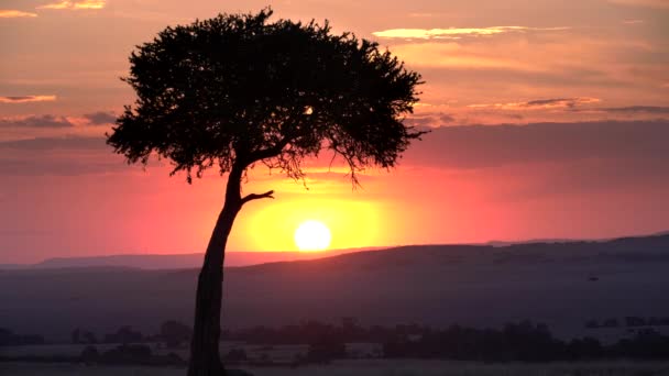 Vista cercana al atardecer de una acacia en masai mara — Vídeos de Stock