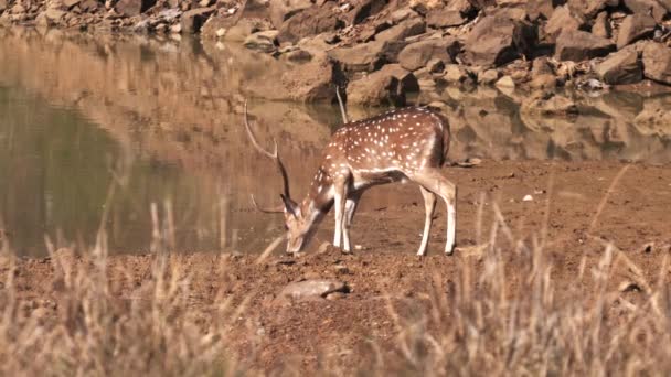 Плямистий олень, що п'є з водяної лунки в заповіднику тигра Пугоба — стокове відео