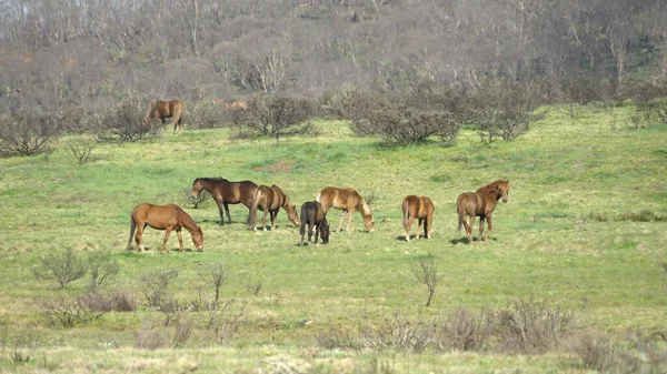 在kosciuszko np的一个矮小的畜群中小心翼翼的种马 — 图库照片
