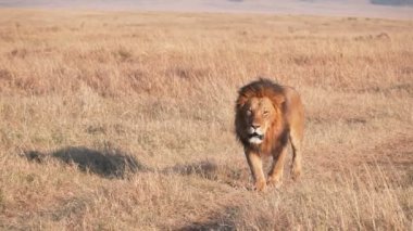 Masai Mara 'da bir yola yaklaşan bir erkek aslanın 240 poundluk yavaş çekimi.