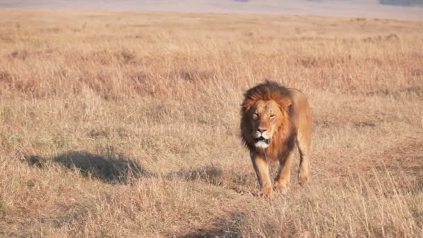 240p scatto al rallentatore di un leone maschio che si avvicina su una strada a masai mara — Video Stock