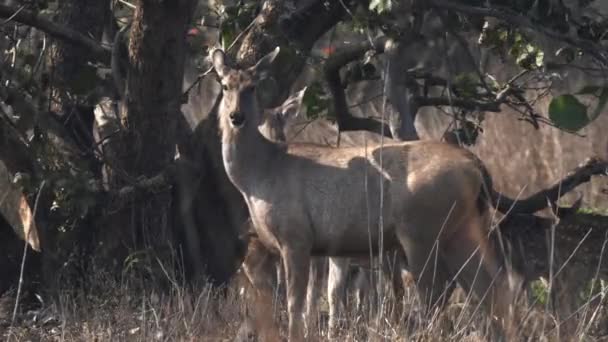 Primo piano di un cervo di sambar sotto una fiamma di albero di foresta — Video Stock