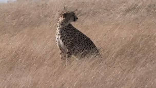 zblízka záběr geparda sedí na travnatém kopci v masai mara kenya-4K 60p