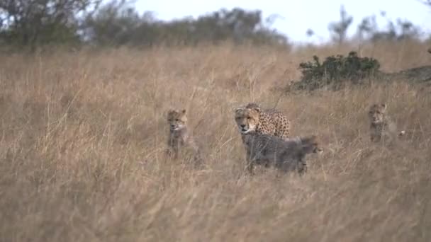 Gepardí rodina se blíží přes dlouhou trávu v Masai Mara — Stock video