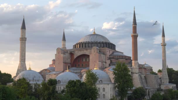 Чайки летают вокруг мечети Хагия София на закате в Стэнбуле — стоковое видео