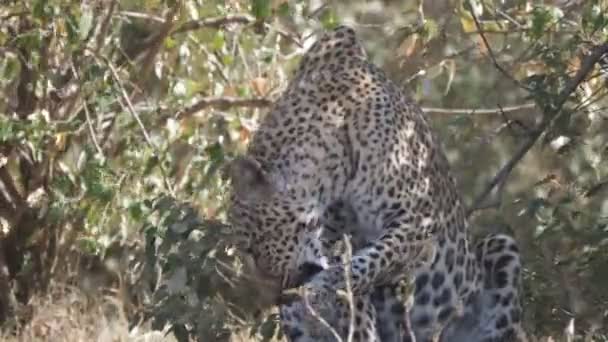 Leopard leckt ihre Pfote bei masai mara- 4K 60p — Stockvideo