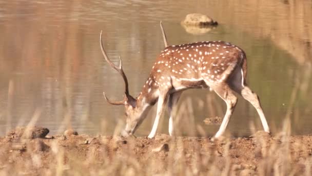 Fläckig hjort som dricker från ett vattenhål i Tadoba — Stockvideo