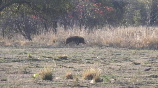 Sledování výstřel divočáka na Tadoba Tiger rezervy v Indii — Stock video