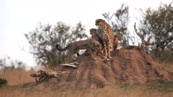 A gepárd anya kinyújtózik és lemászik egy termeszdombról Masai Mara-ban. — Stock videók